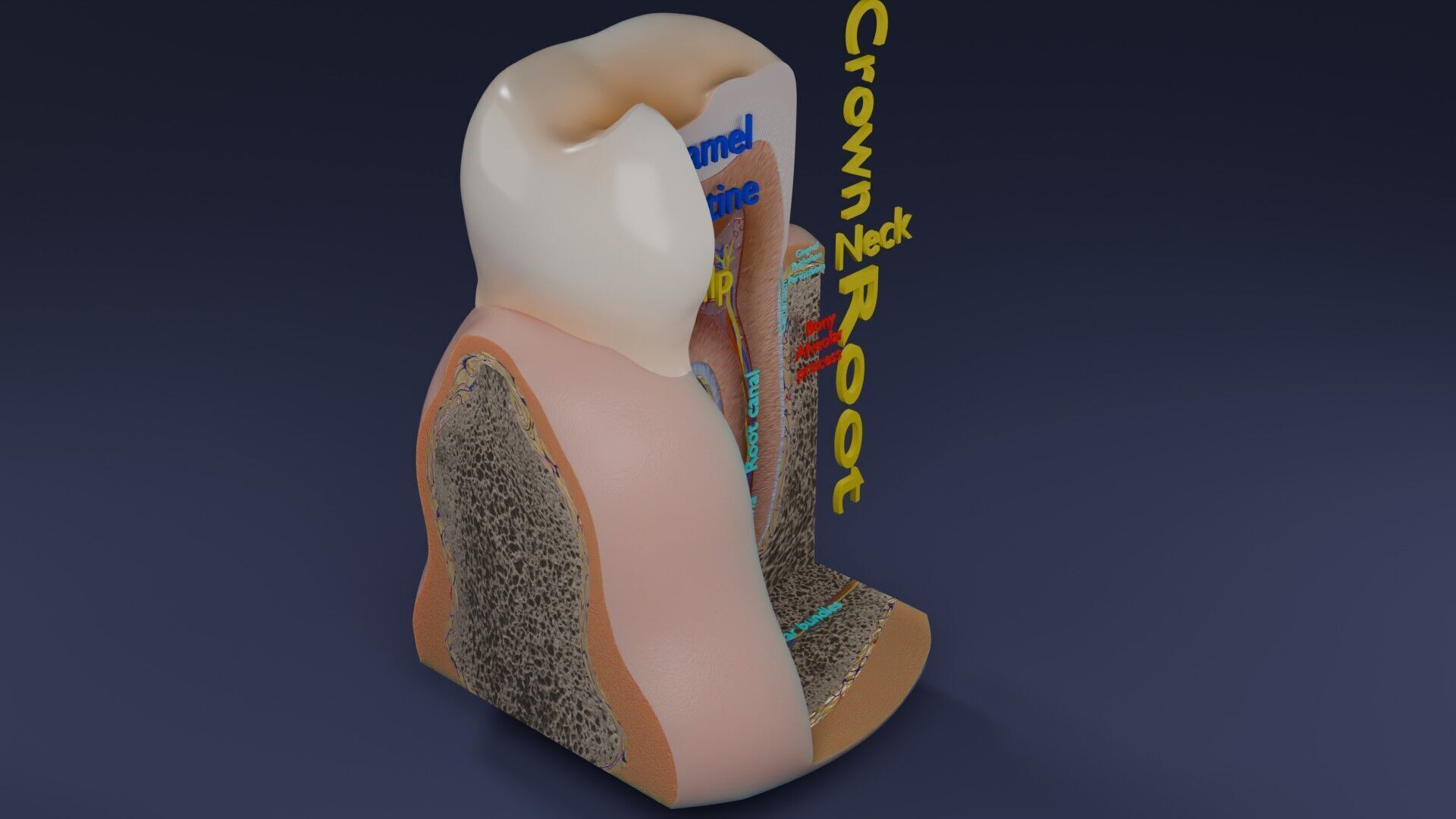 Teeth schematic cut sectional labelled Low-poly 3D model_45
