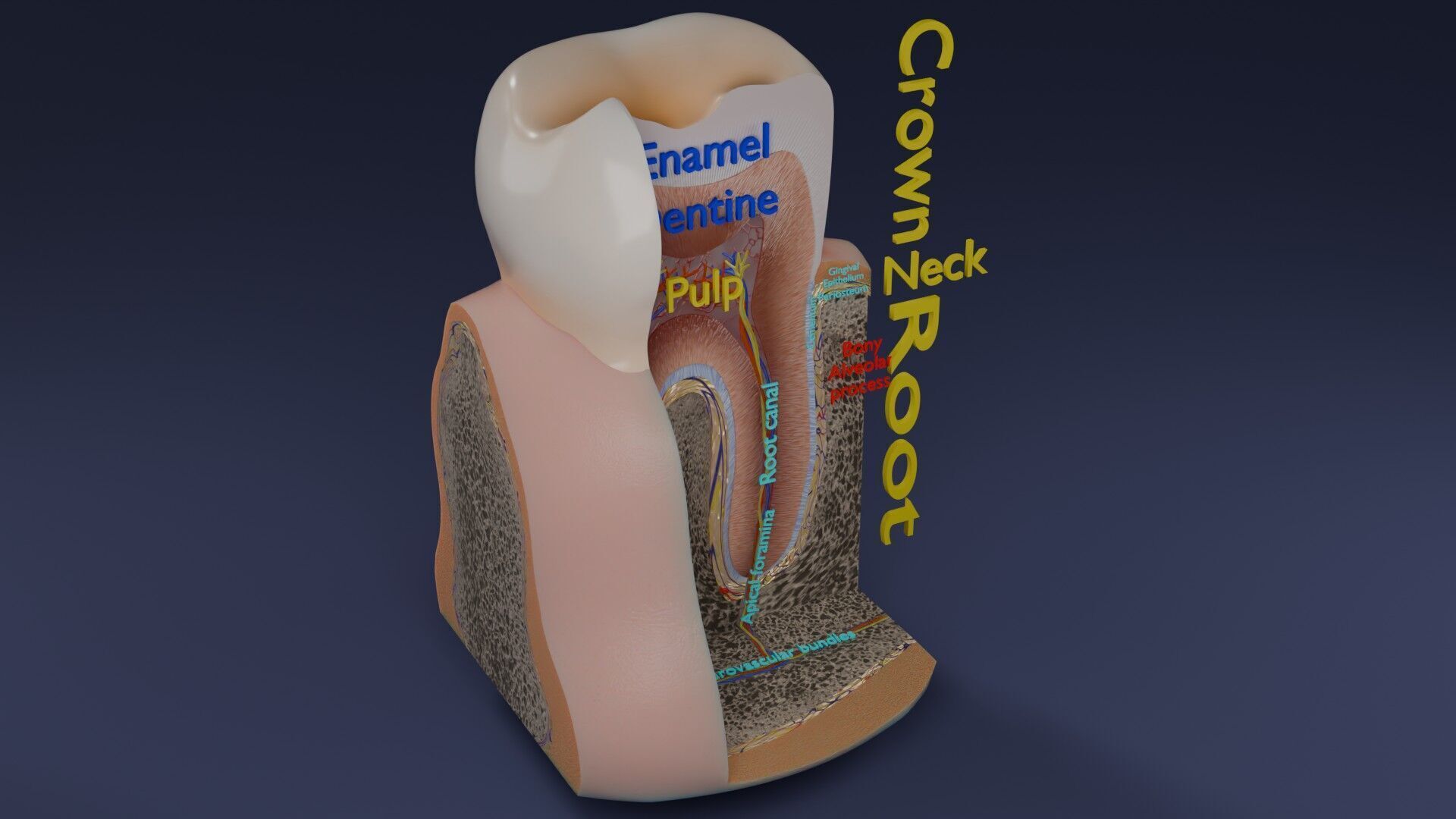 Teeth schematic cut sectional labelled Low-poly 3D model_40