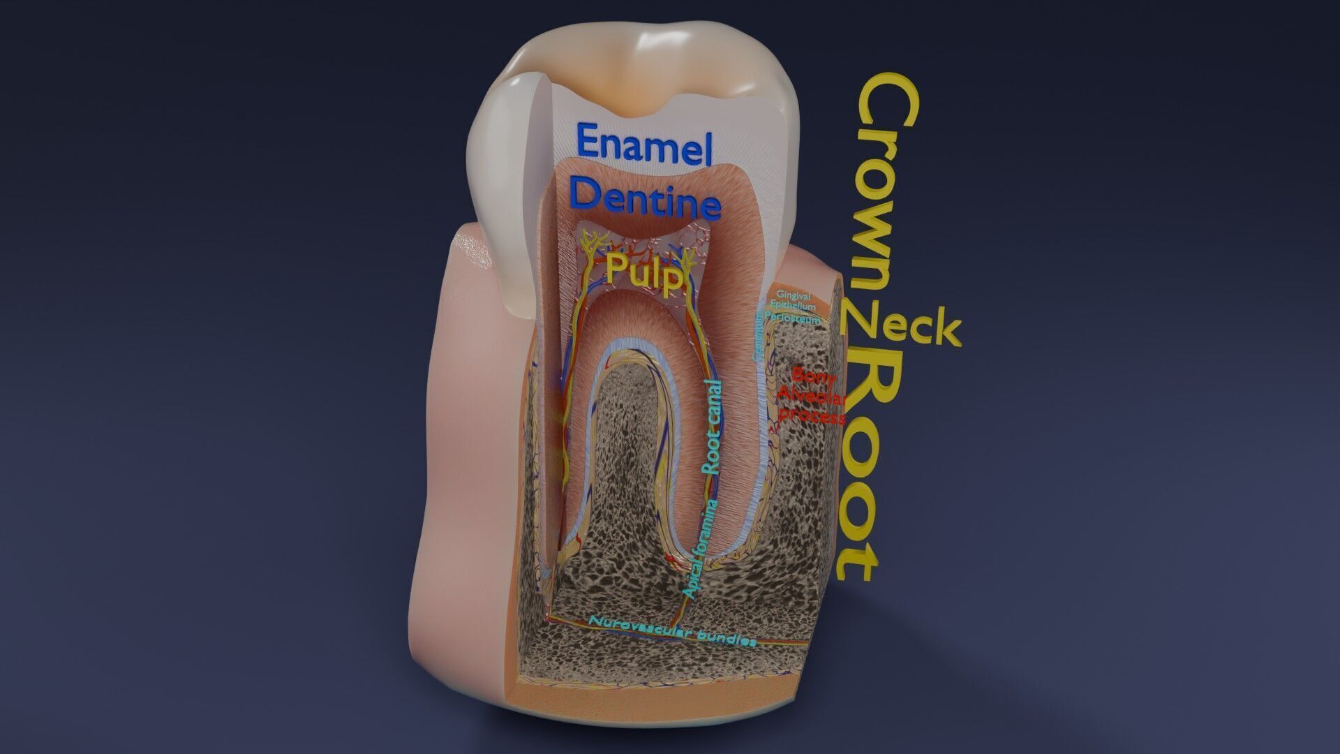 Teeth schematic cut sectional labelled Low-poly 3D model_60