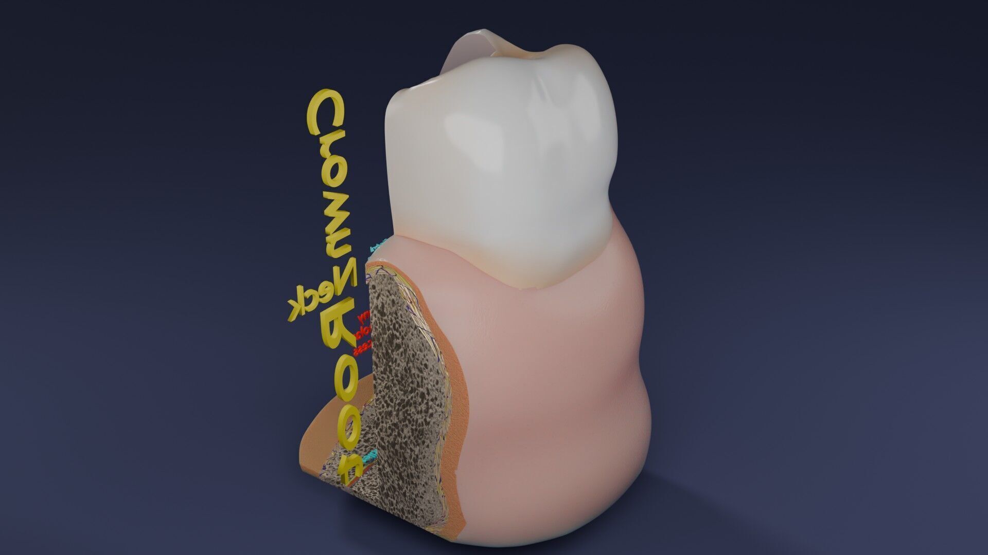 Teeth schematic cut sectional labelled Low-poly 3D model_47