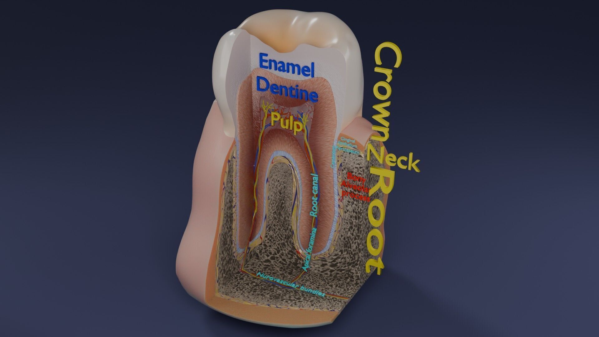 Teeth schematic cut sectional labelled Low-poly 3D model_57