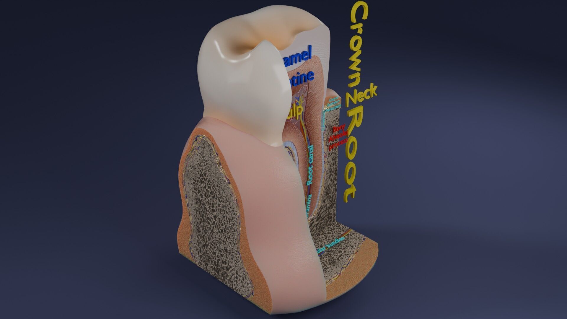 Teeth schematic cut sectional labelled Low-poly 3D model_4
