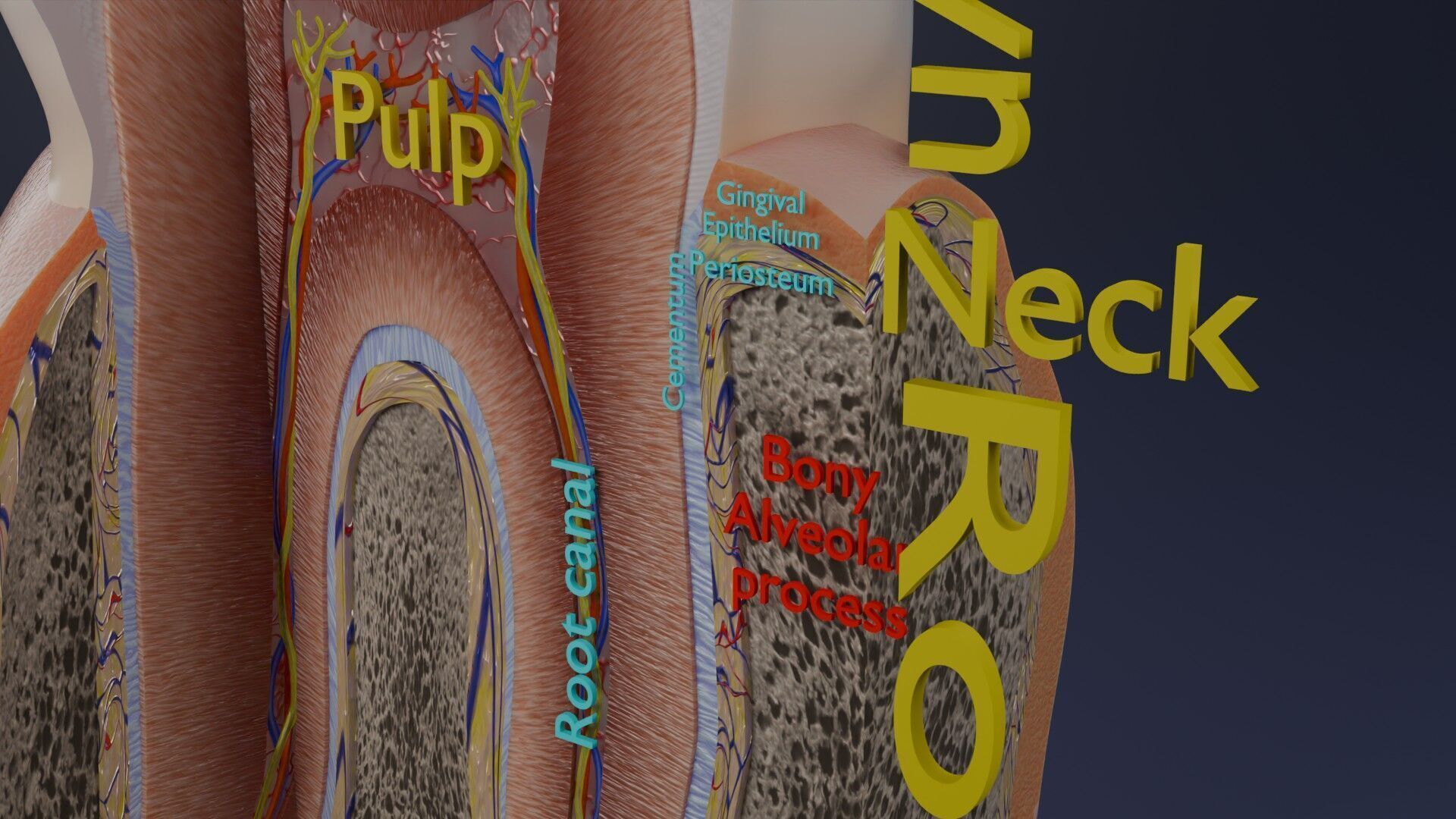 Teeth schematic cut sectional labelled Low-poly 3D model_9