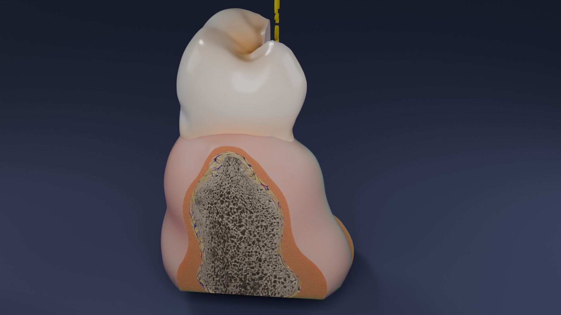 Teeth schematic cut sectional labelled Low-poly 3D model_41