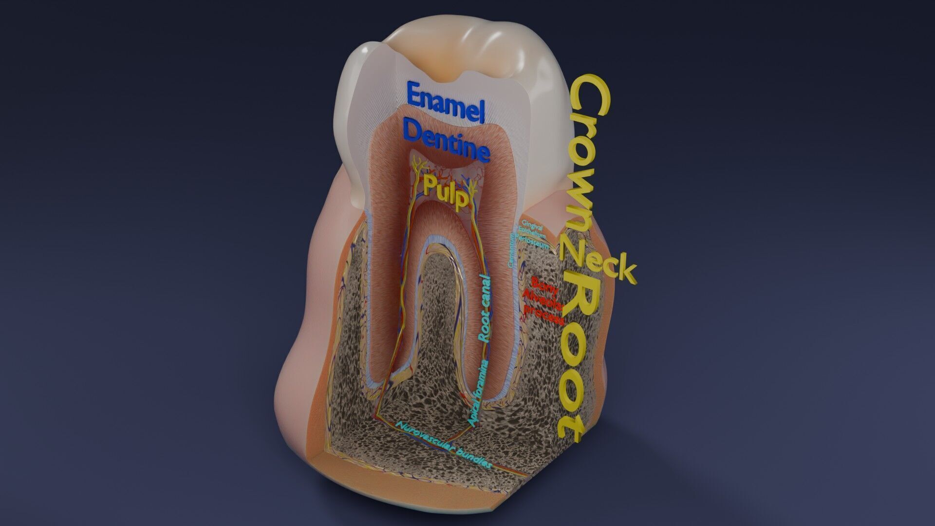 Teeth schematic cut sectional labelled Low-poly 3D model_54