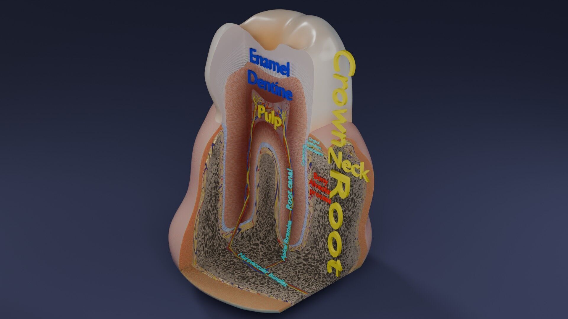 Teeth schematic cut sectional labelled Low-poly 3D model_62