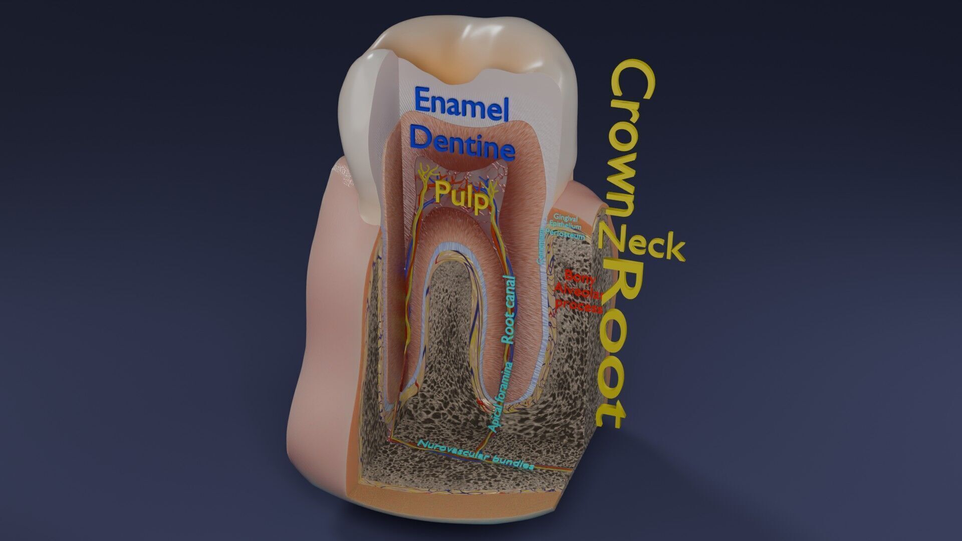 Teeth schematic cut sectional labelled Low-poly 3D model_55