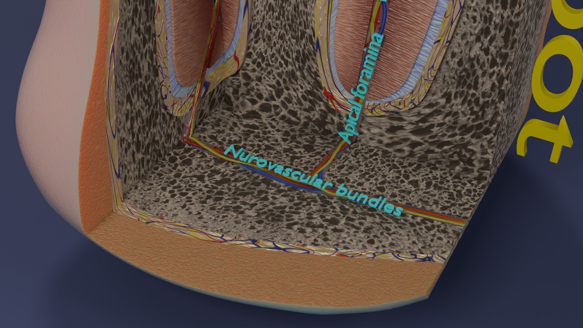 Teeth schematic cut sectional labelled Low-poly 3D model_11