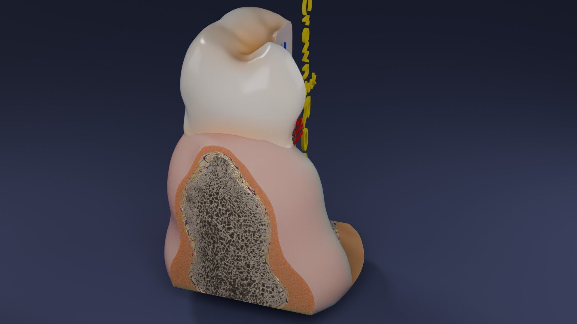 Teeth schematic cut sectional labelled Low-poly 3D model_48