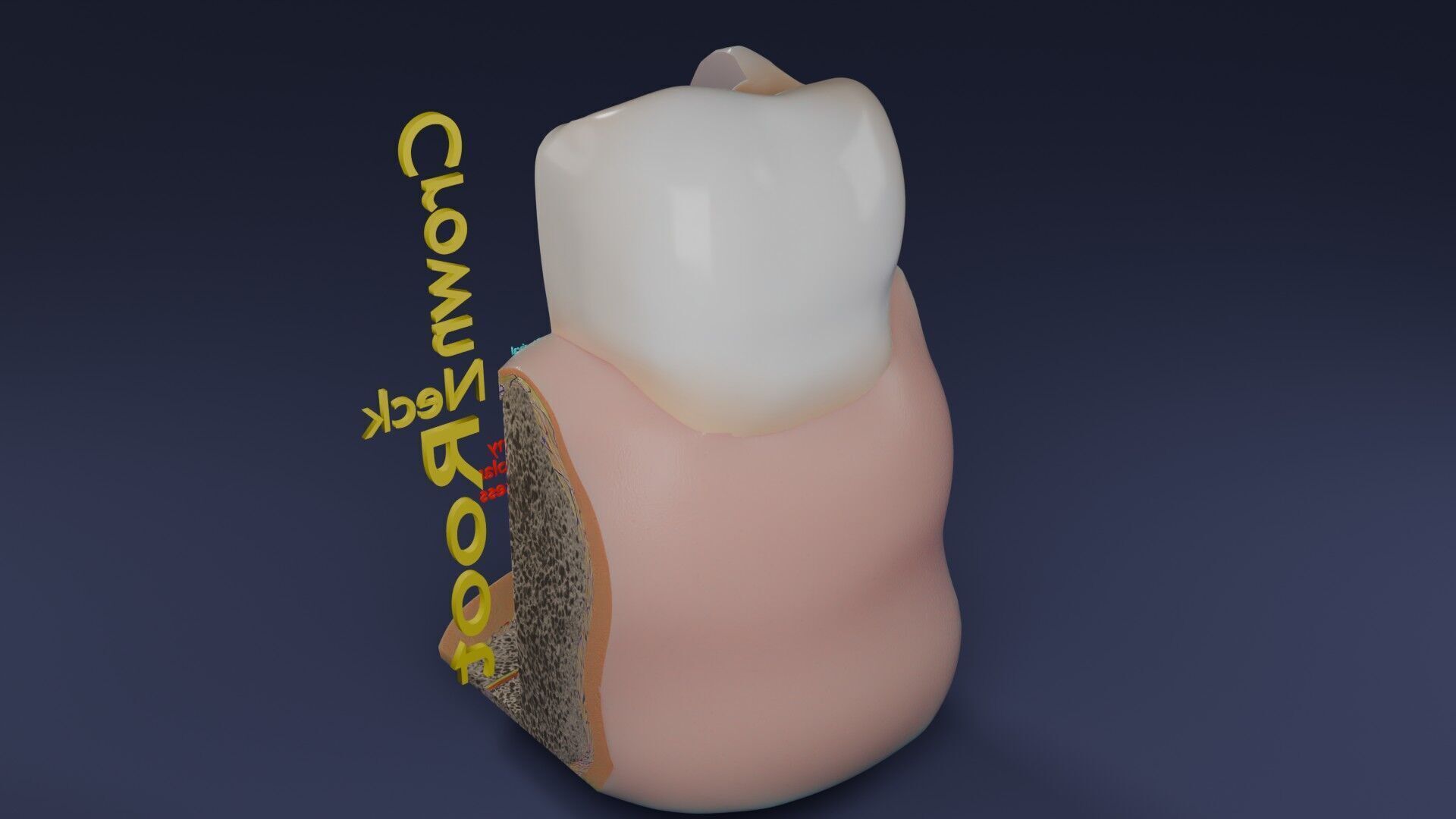 Teeth schematic cut sectional labelled Low-poly 3D model_64
