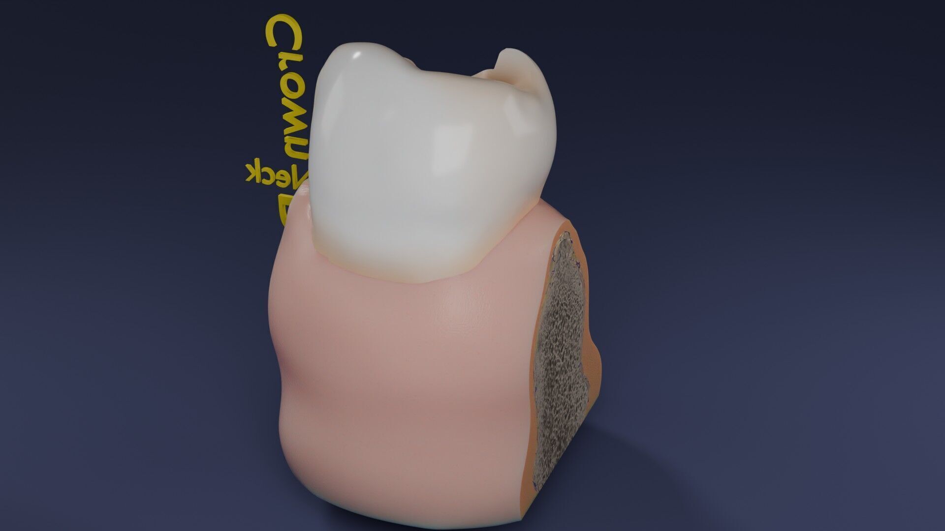 Teeth schematic cut sectional labelled Low-poly 3D model_51