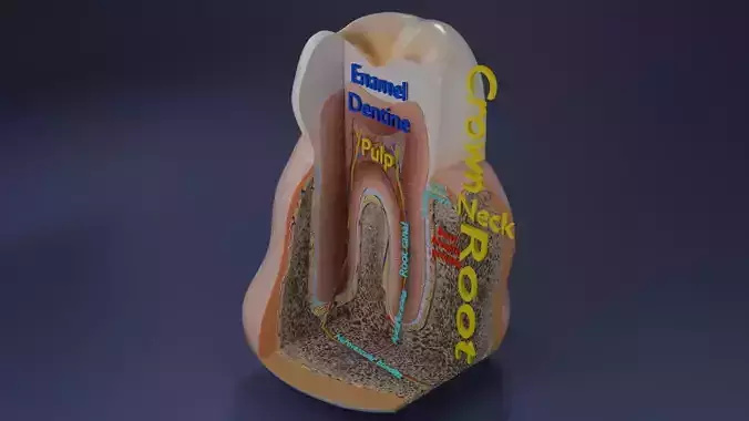 Teeth schematic cut sectional labelled