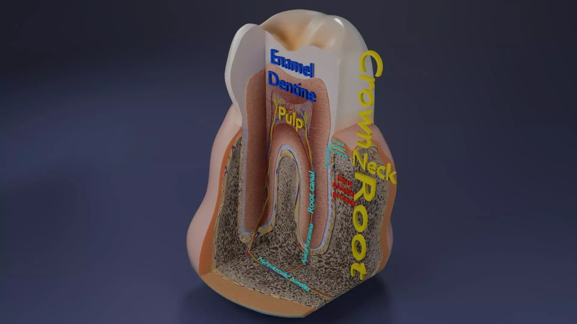 Teeth schematic cut sectional labelled Low-poly 3D model_0
