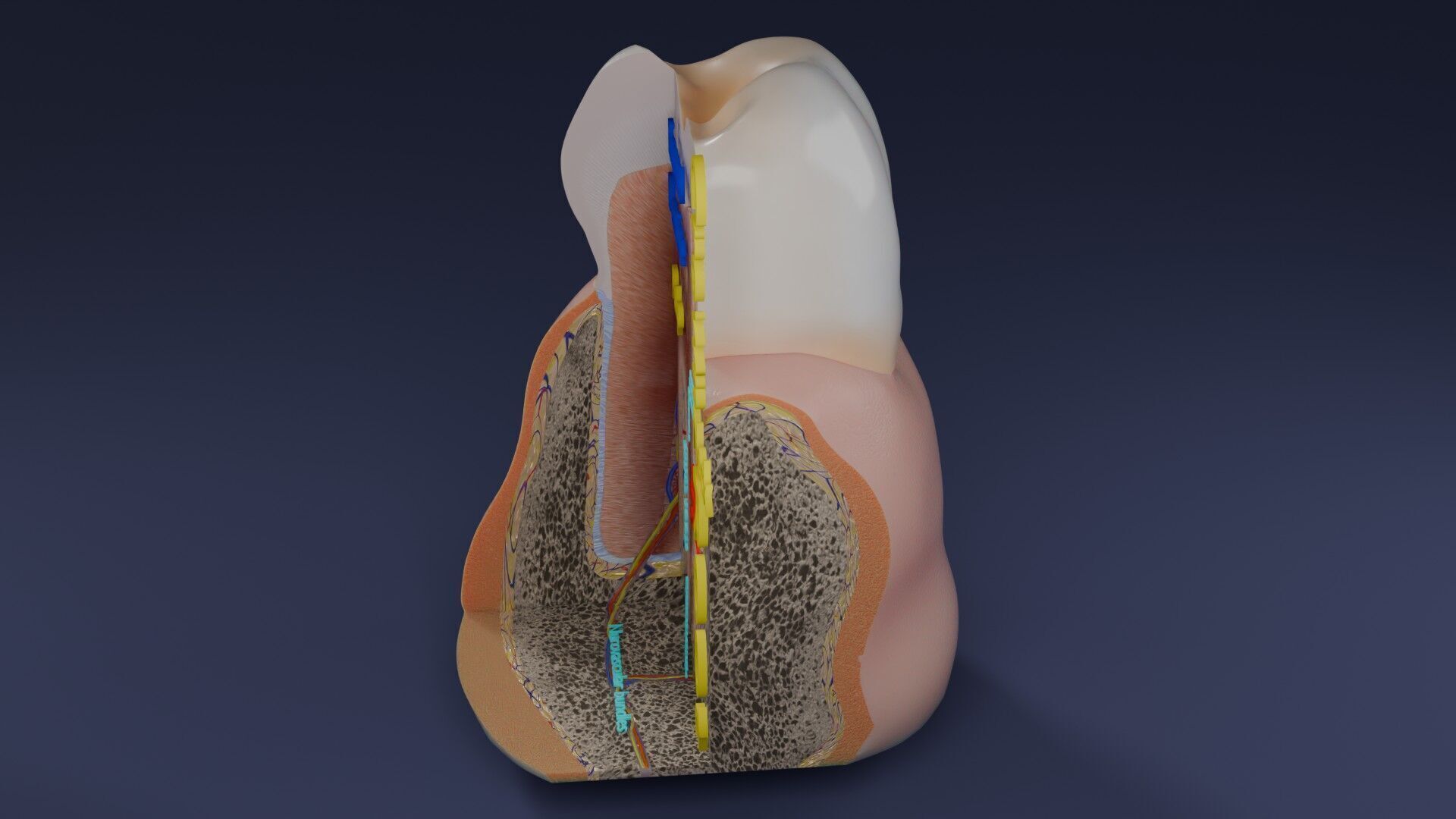 Teeth schematic cut sectional labelled Low-poly 3D model_66