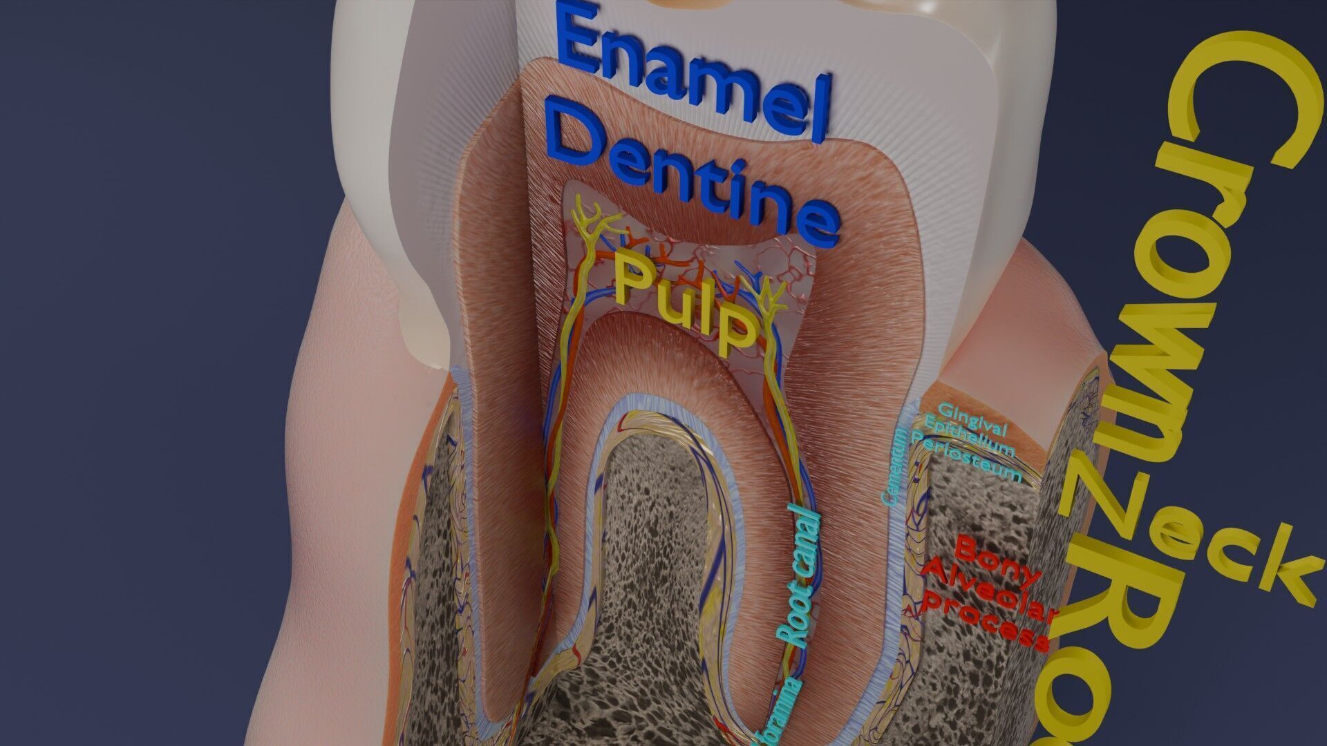 Teeth schematic cut sectional labelled Low-poly 3D model_6