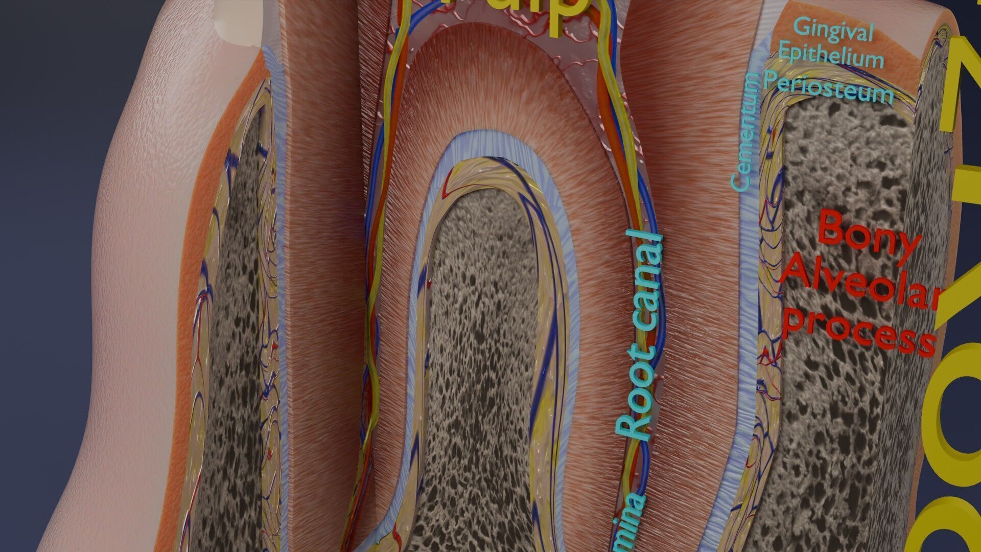 Teeth schematic cut sectional labelled Low-poly 3D model_10