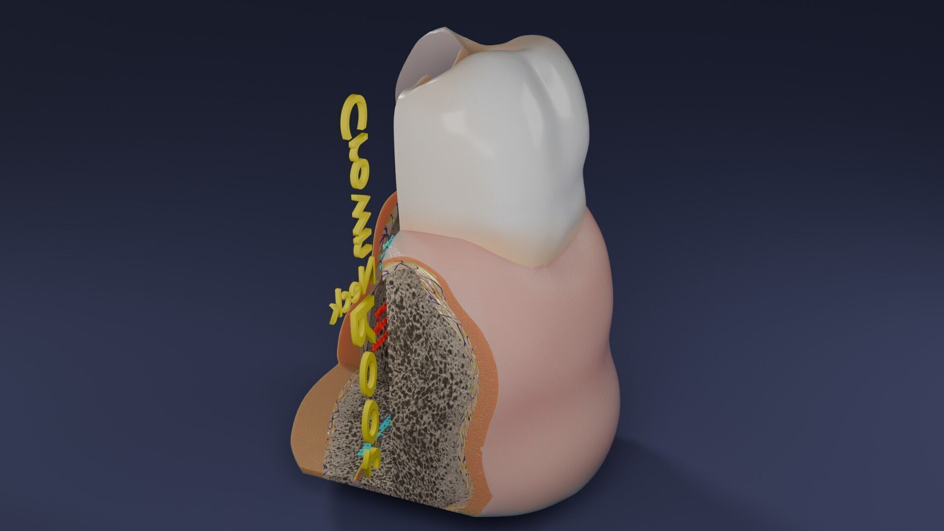 Teeth schematic cut sectional labelled Low-poly 3D model_50