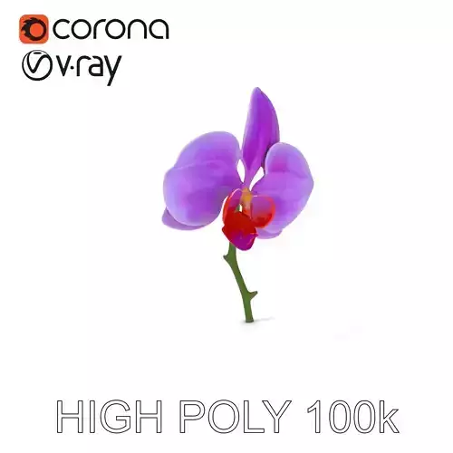 Orchid Flower D Model Pack Low-poly 3D model