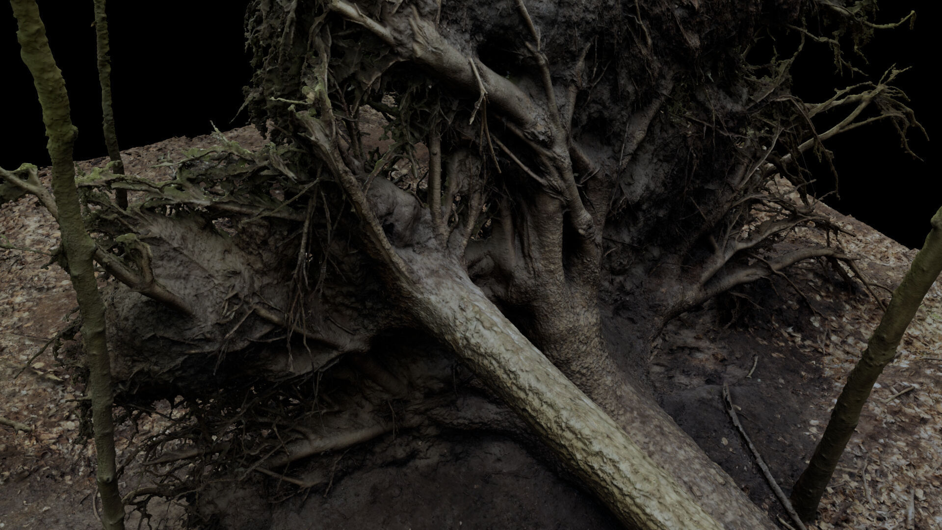 Fallen tree 3D model_5