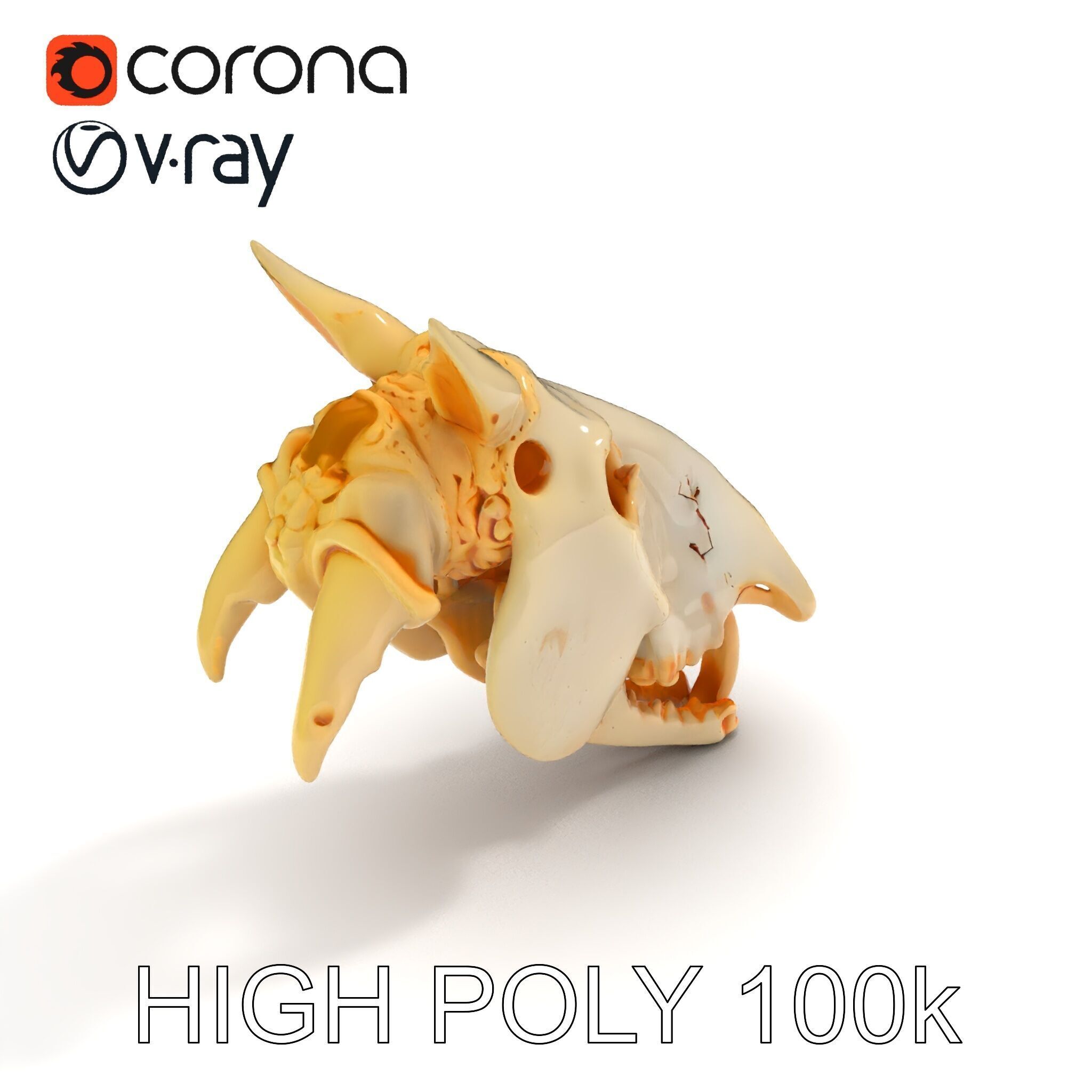 Realistic Animal Skull Model Pack Low-poly 3D model_12