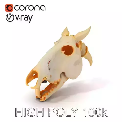 Realistic Animal Skull Model Pack Low-poly 3D model