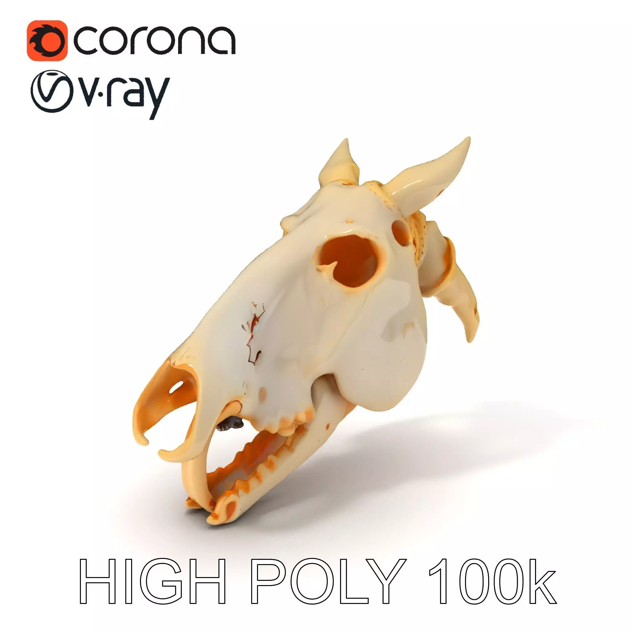 Realistic Animal Skull Model Pack Low-poly 3D model_0