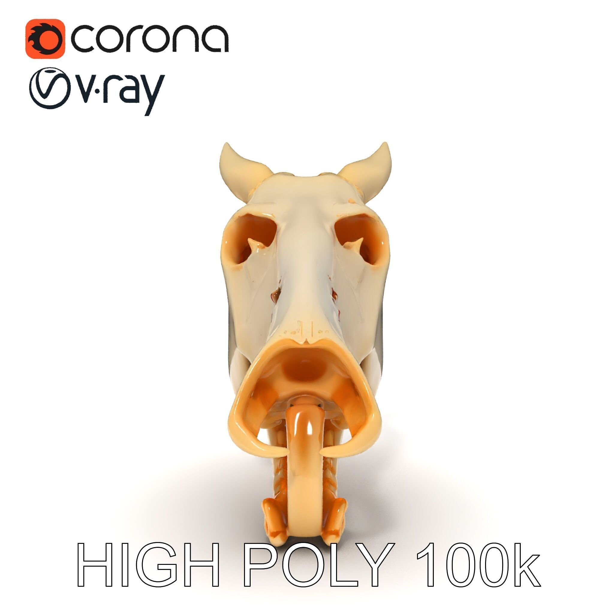 Realistic Animal Skull Model Pack Low-poly 3D model_31