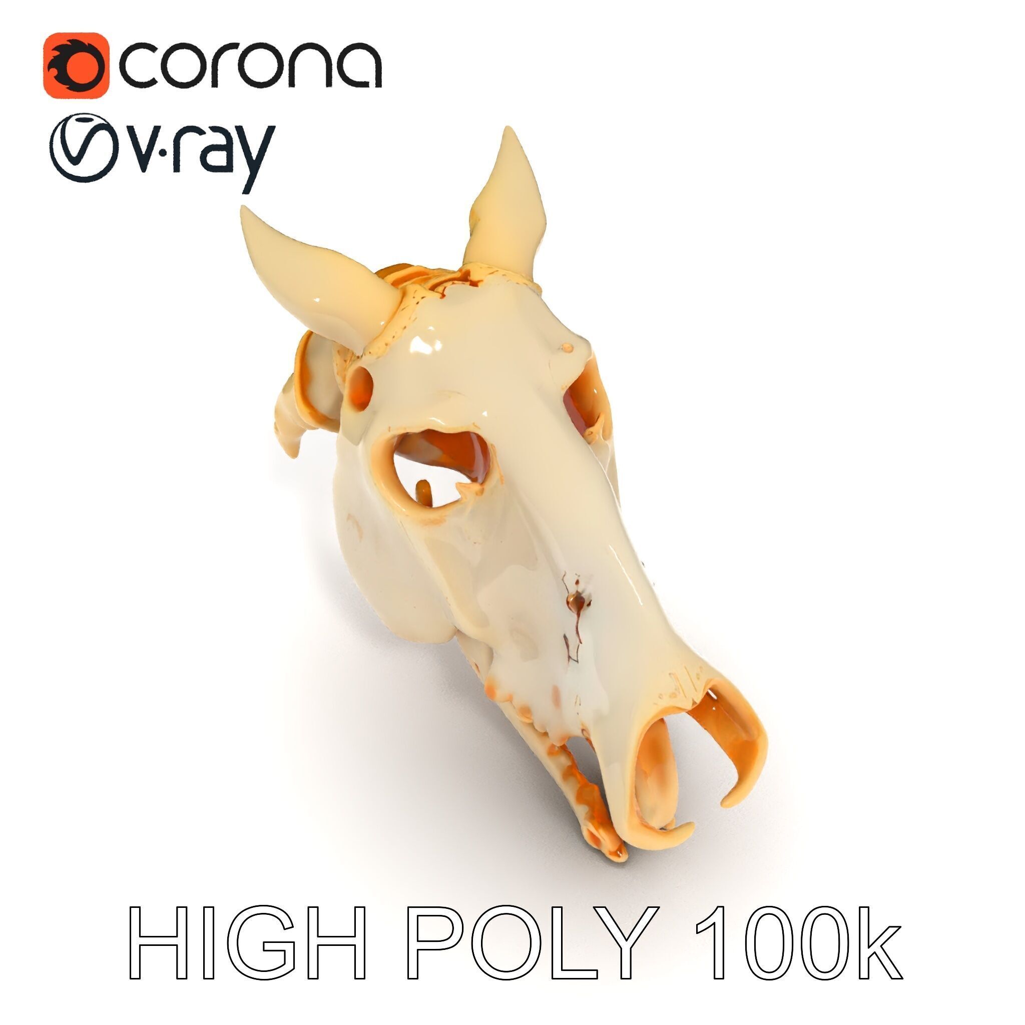 Realistic Animal Skull Model Pack Low-poly 3D model_20