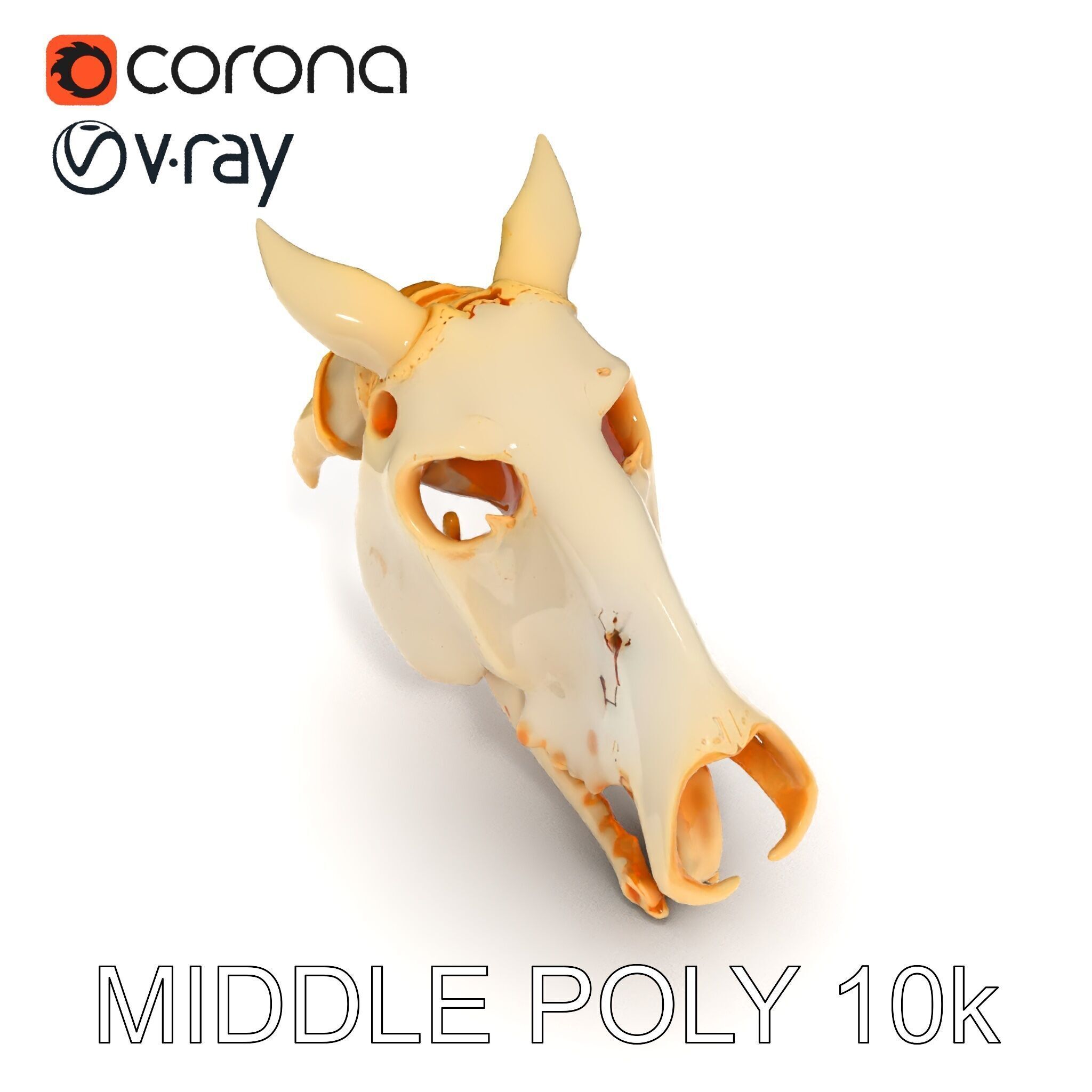 Realistic Animal Skull Model Pack Low-poly 3D model_27