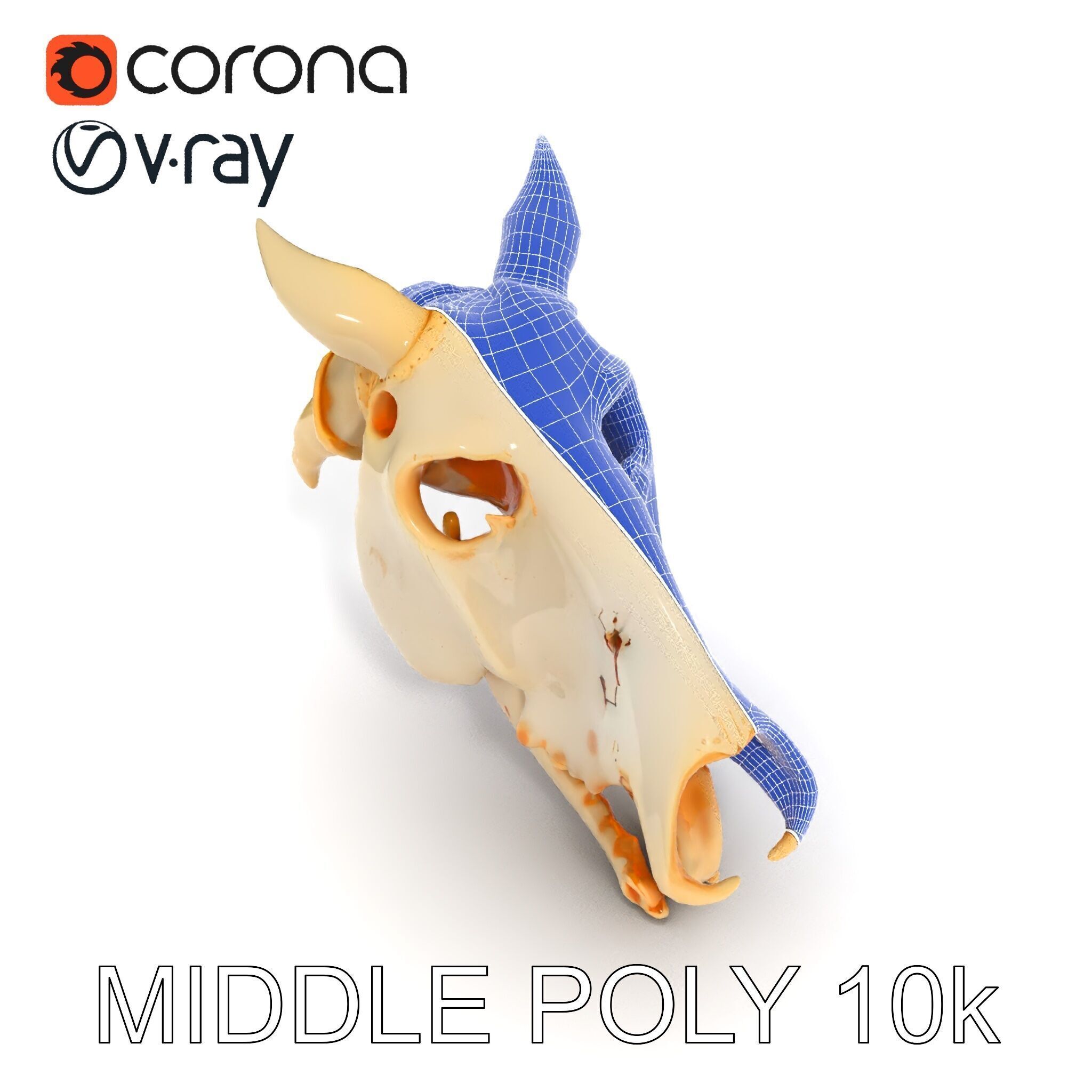 Realistic Animal Skull Model Pack Low-poly 3D model_13
