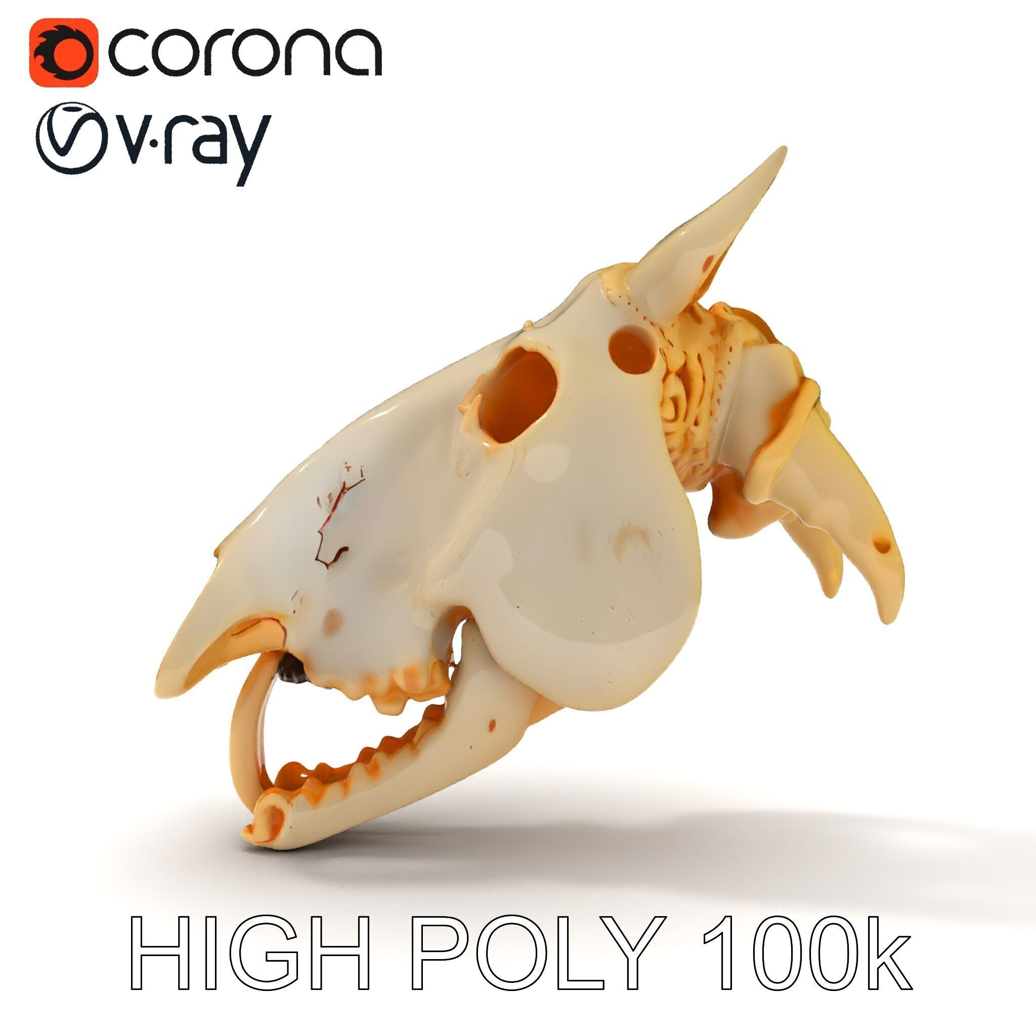 Realistic Animal Skull Model Pack Low-poly 3D model_17