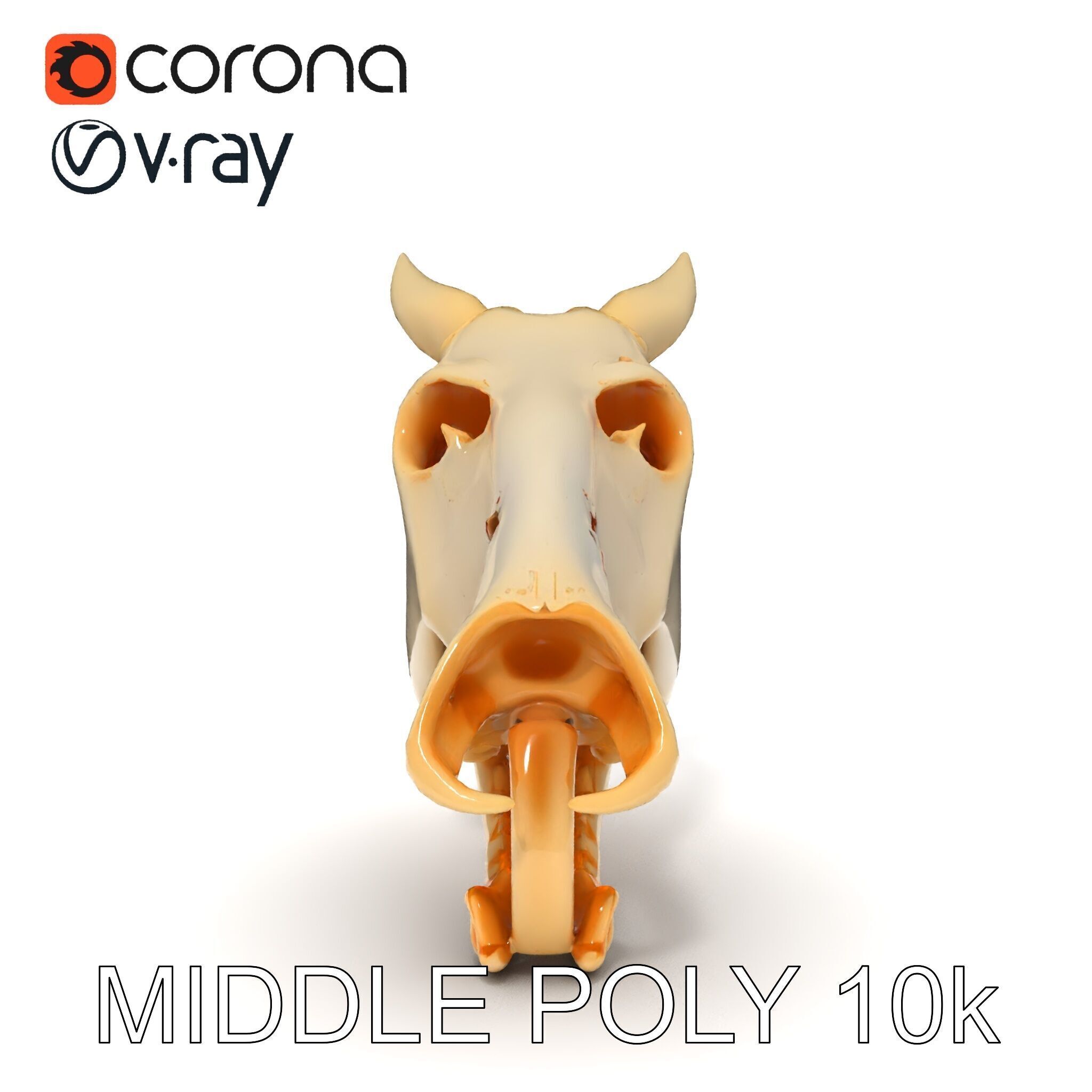 Realistic Animal Skull Model Pack Low-poly 3D model_6