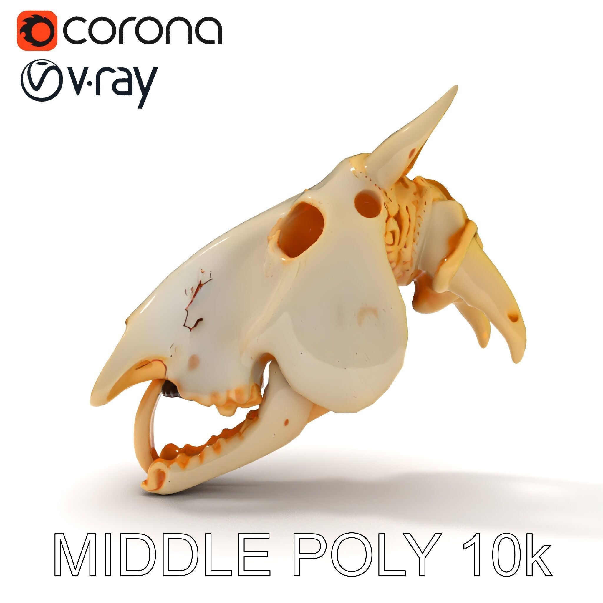 Realistic Animal Skull Model Pack Low-poly 3D model_18