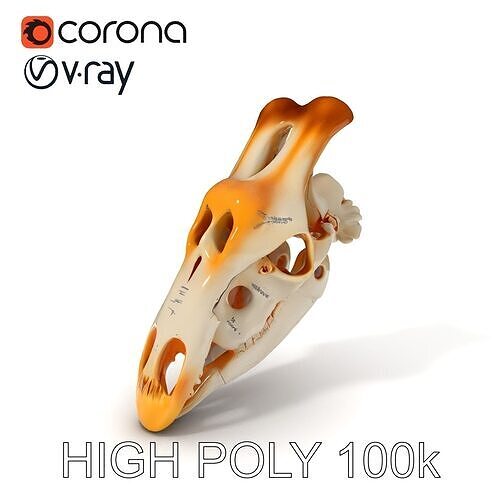 Horse Skull Model Pack for Educational and Medical Visualizat... Low-poly 3D model