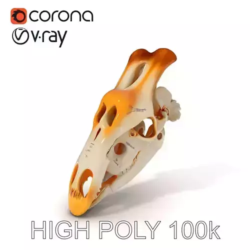 Horse Skull Model Pack for Educational and Medical Visualization Projects