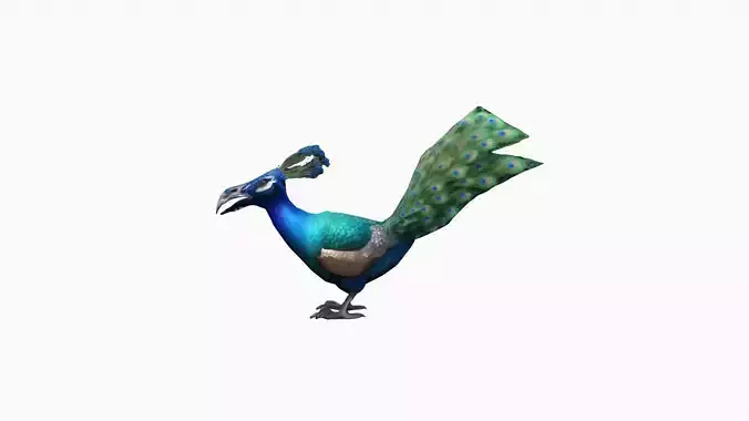 3d Render The Peacock Is A Dazzling Bird 3D model