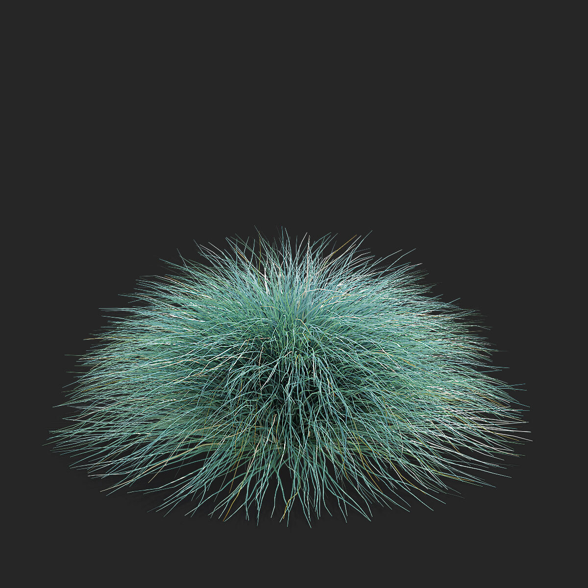 Festuca Glauca grass 3D model_7