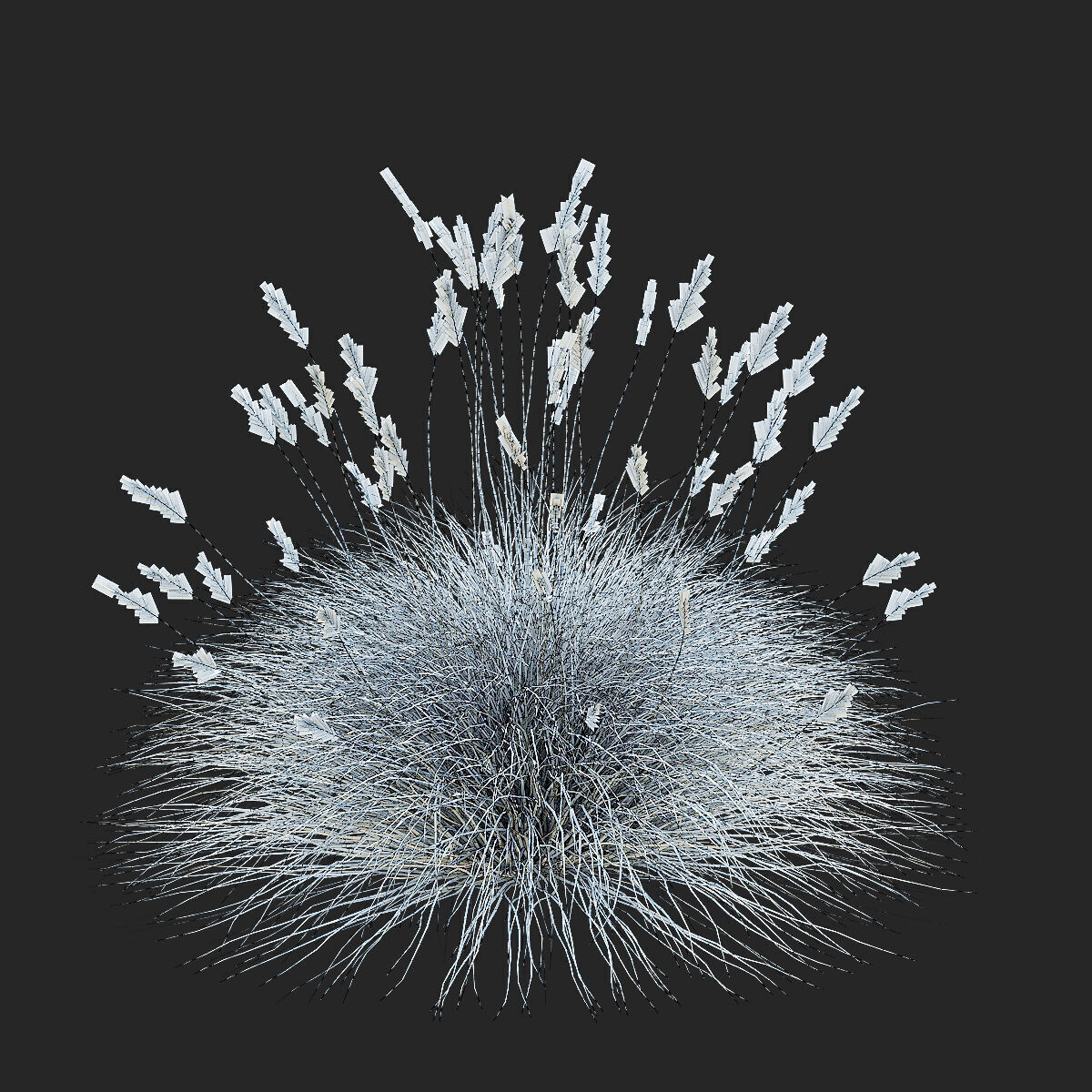 Festuca Glauca grass 3D model_10