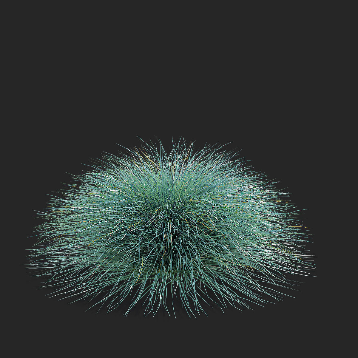 Festuca Glauca grass 3D model_8