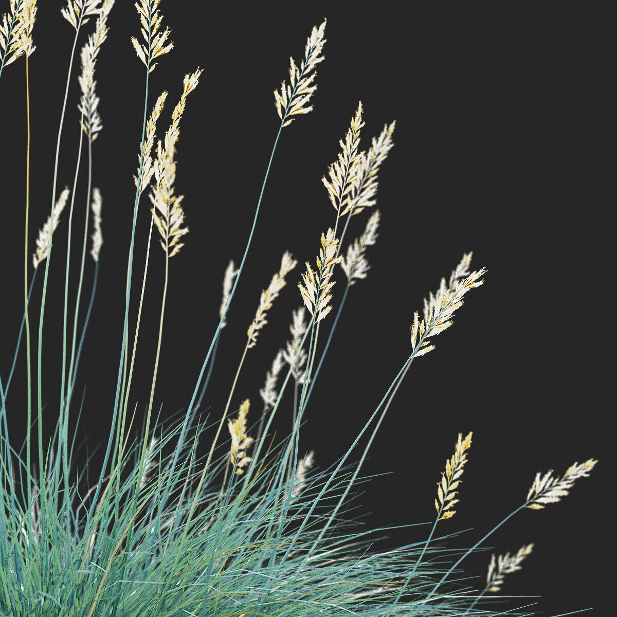 Festuca Glauca grass 3D model_1