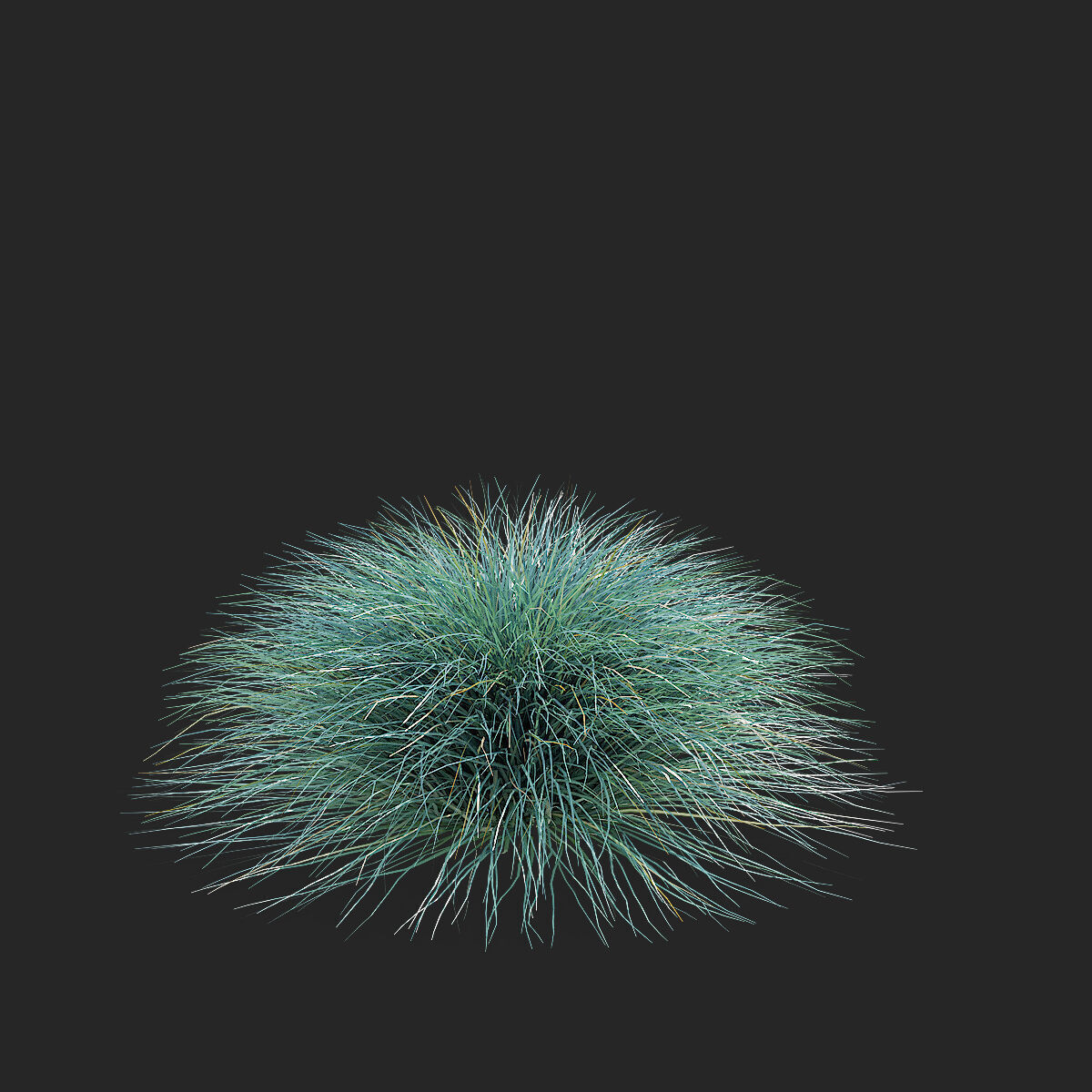 Festuca Glauca grass 3D model_9