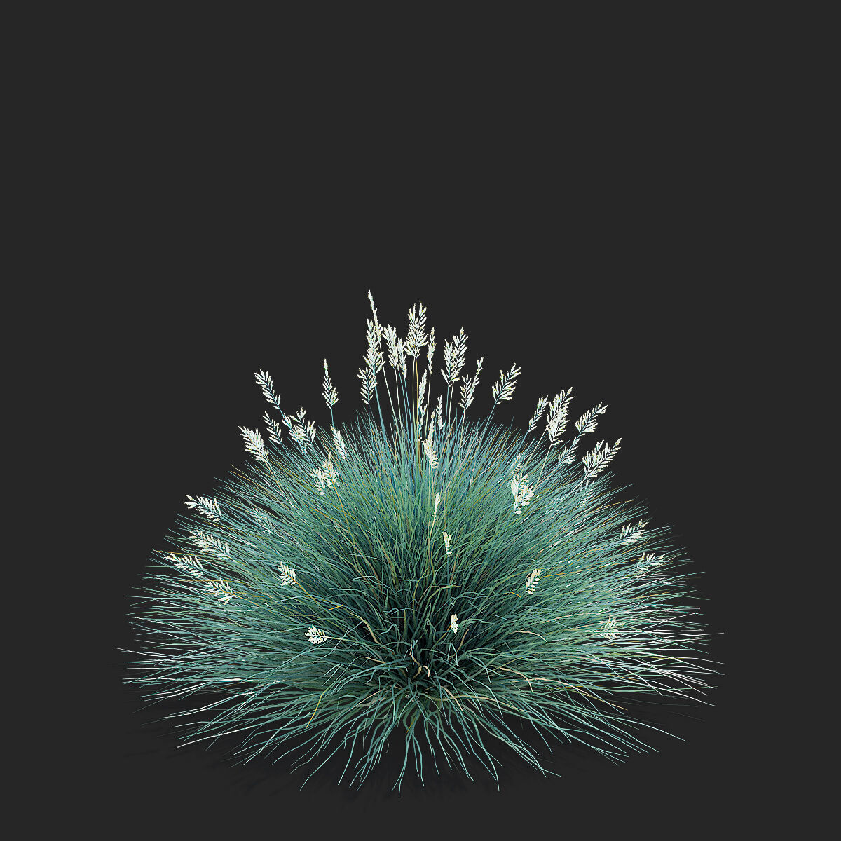 Festuca Glauca grass 3D model_6