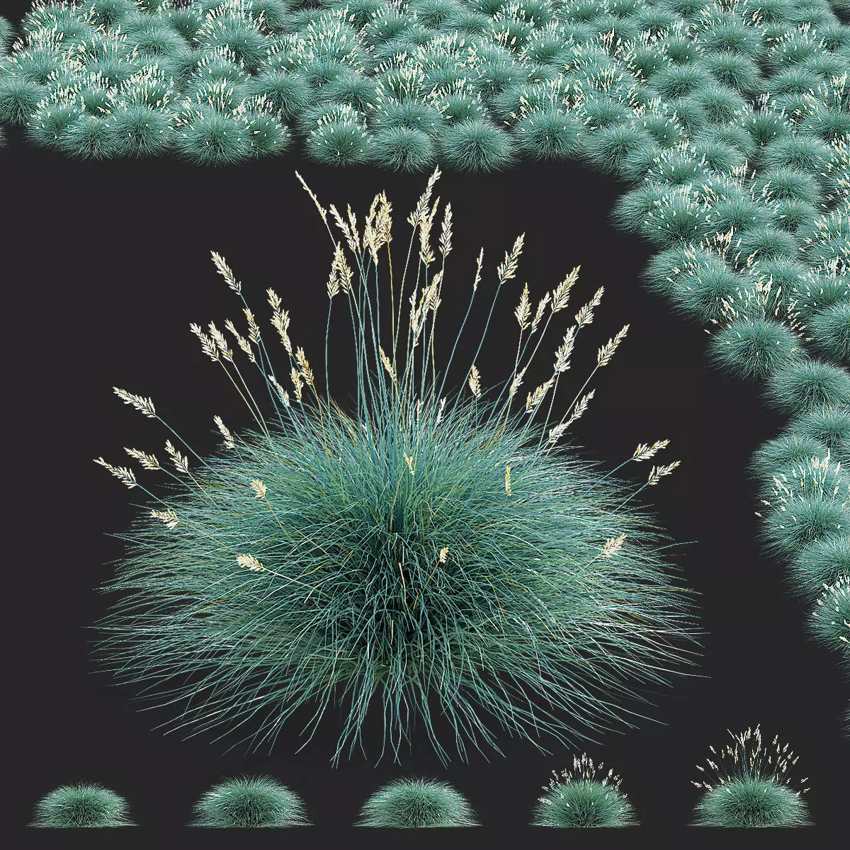 Festuca Glauca grass 3D model_0