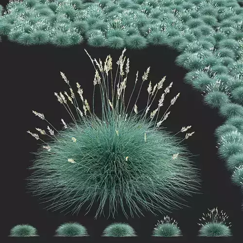Festuca Glauca grass 3D model