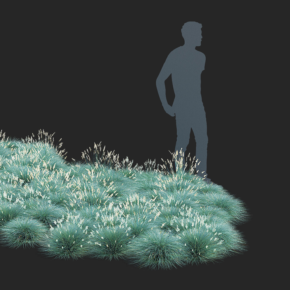 Festuca Glauca grass 3D model_3