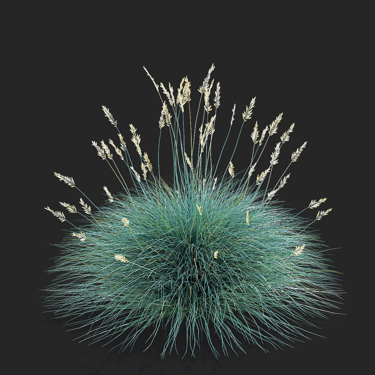Festuca Glauca grass 3D model_5