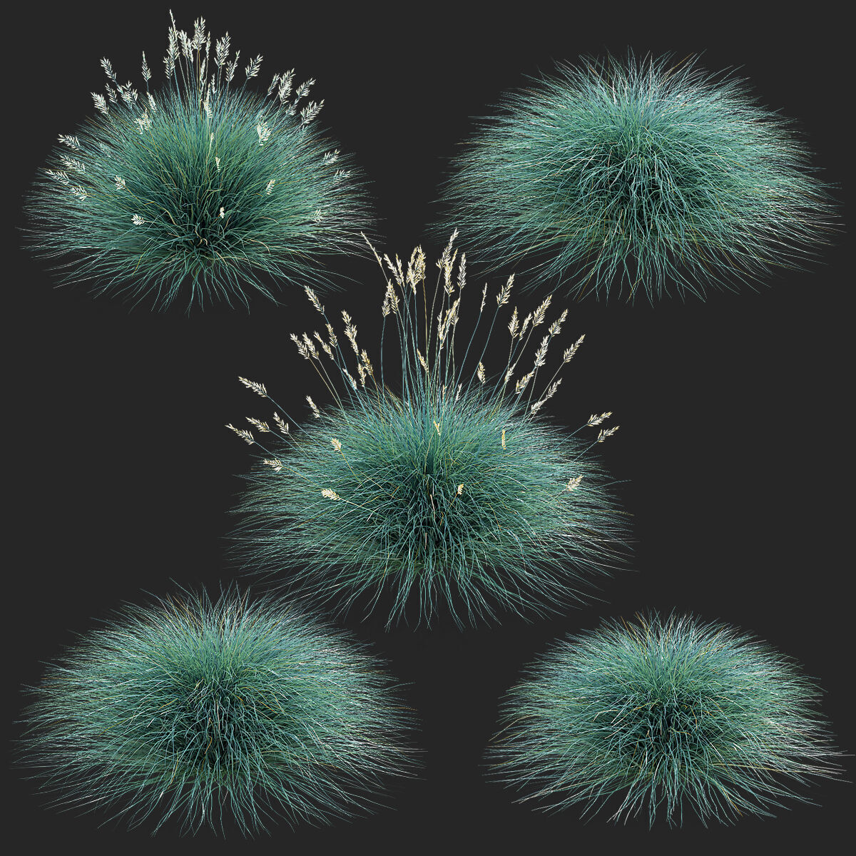 Festuca Glauca grass 3D model_2