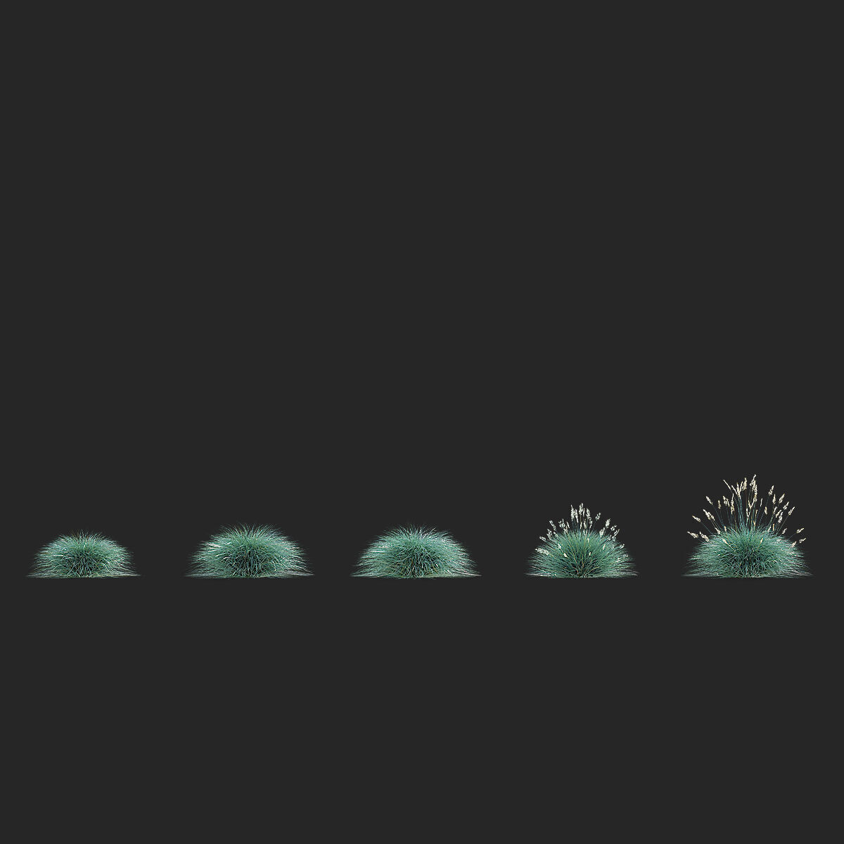 Festuca Glauca grass 3D model_4