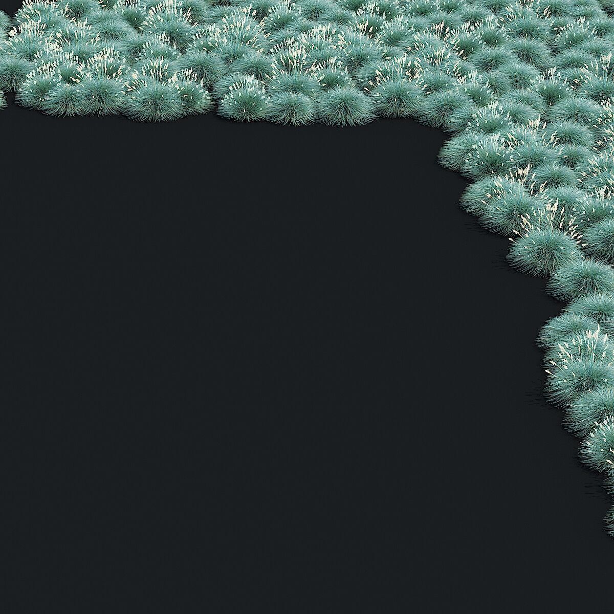 Festuca Glauca grass 3D model_11