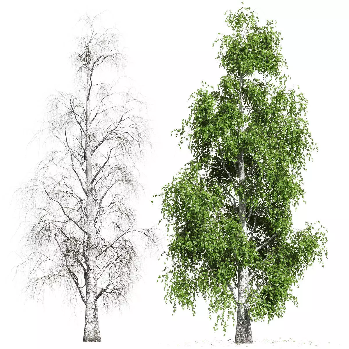 Birch with fallen leaves 3D model_0